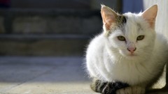 Animals cats Persian cat