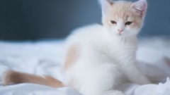 Animals cats pets artwork