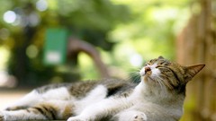 Animals cats pets depth of field