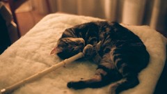 Animals cats pets domestic cat