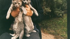 Animals cats pets domestic cat