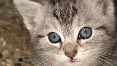 Animals cats pets domestic cat