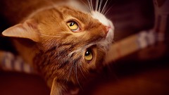 Animals cats pets domestic cat