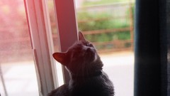 Animals cats pets domestic cat