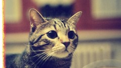 Animals cats pets domestic cat