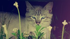 Animals cats pets feline