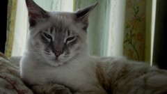 Animals cats pets feline