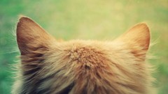 Animals cats pets feline