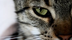 Animals cats pets feline