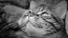 Animals cats pets grayscale