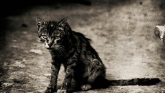 Animals cats pets grayscale