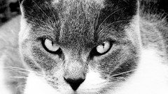 Animals cats pets grayscale