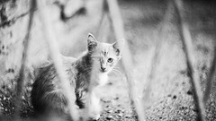 Animals cats pets grayscale
