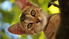 Animals cats pets lifestyle