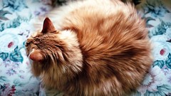 Animals cats pets looking away domestic cat