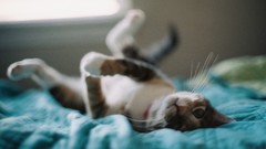 Animals cats pets lying down domestic cat