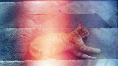 Animals cats pets lying down domestic cat