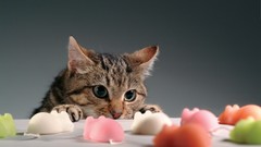 Animals cats pets mice