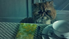 Animals cats pets spoons