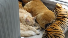 Animals cats pets stuffed animals