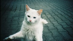 Animals cats pets white cat