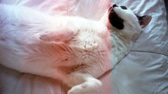 Animals cats pets white cat domestic cat