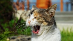 Animals cats pets yawns