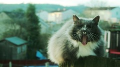 Animals cats pets yawns blurred background domestic cat