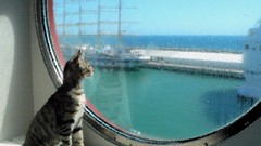 Animals cats Photo manipulation