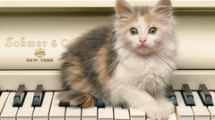Animals cats piano Kittens blue eyes