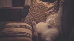 Animals cats pillows