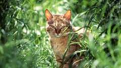 Animals cats Plants