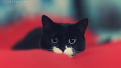 Animals cats playing pets