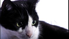 Animals cats portraits