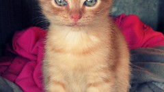 Animals cats portraits