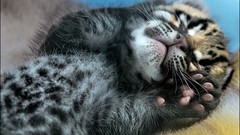 Animals cats predator Kittens Wild hunter