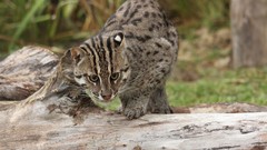 Animals cats Prionailurus viverrinus