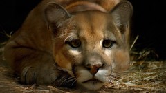 Animals cats puma