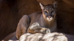 Animals cats puma