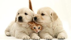 Animals cats Puppies differnet