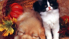 Animals cats Puppies Dogs Kittens baby animals