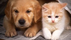 Animals cats Puppies Dogs Kittens paws