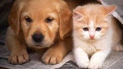 Animals cats Puppies Dogs Kittens pets