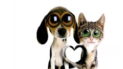 Animals cats Puppies Dogs Kittens white background