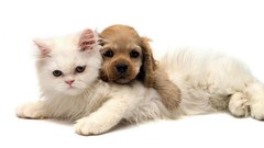 Animals cats Puppies Friends