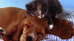 Animals cats Puppies Kittens pets baby animals