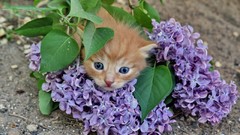 Animals cats purple flowers
