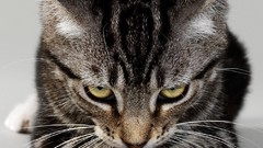 Animals cats rage pets rageface