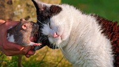 Animals cats Rats