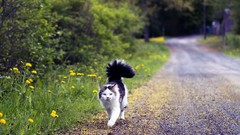 Animals cats roads pets